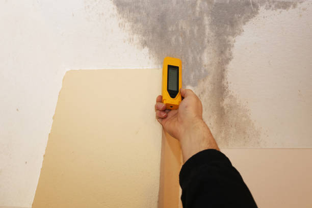 Best Mold Damage Restoration  in Buchanan Dam, TX