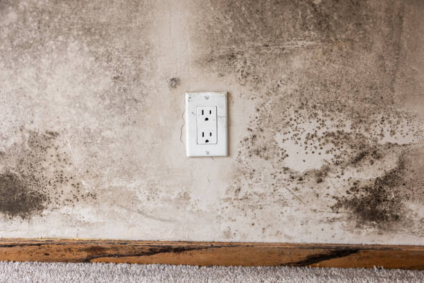 Best Real Estate Mold Inspection  in Buchanan Dam, TX