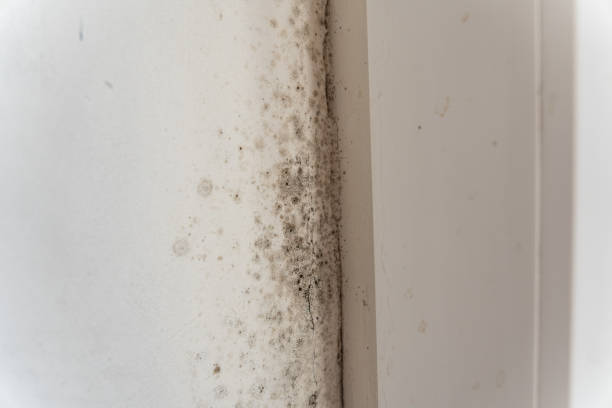 Reliable Buchanan Dam, TX Mold Removal Solutions